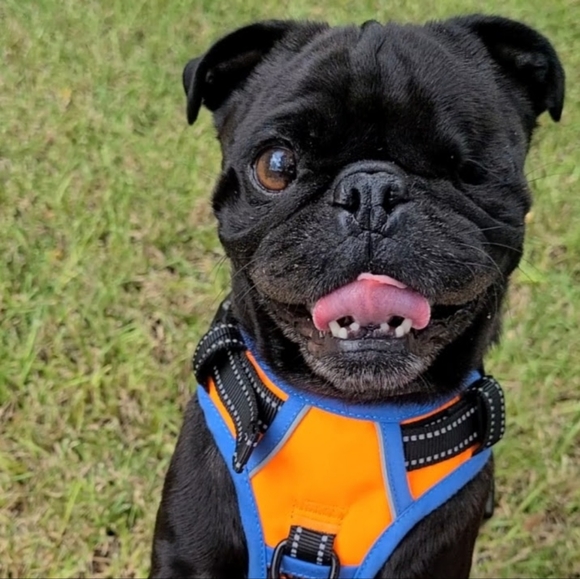 Meet your Posher, Melanie (Violet). - Picture 8 of 16